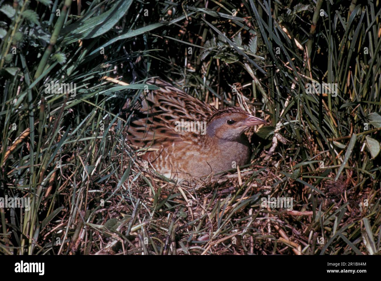 Meadow Rail, Corncrake, Meadow Rails, Corncrakes, Rails, Animals, Birds, Corncrake (Crex crea) Close-up, sitting on nest (S) Stock Photo