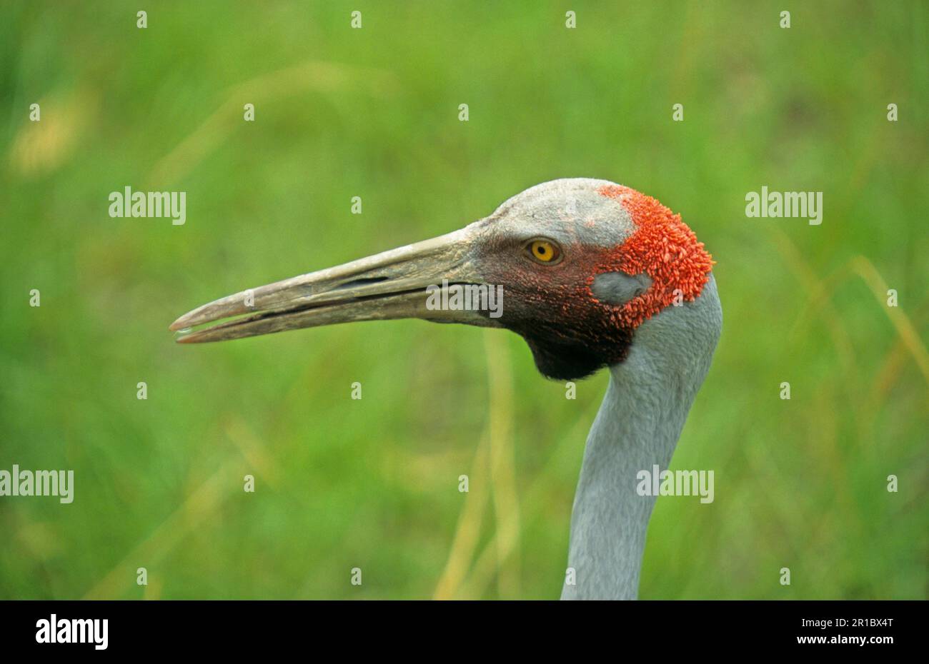 Grus rubicundus, Brolga (Grus rubicunda) crane, brolga, Brolga cranes