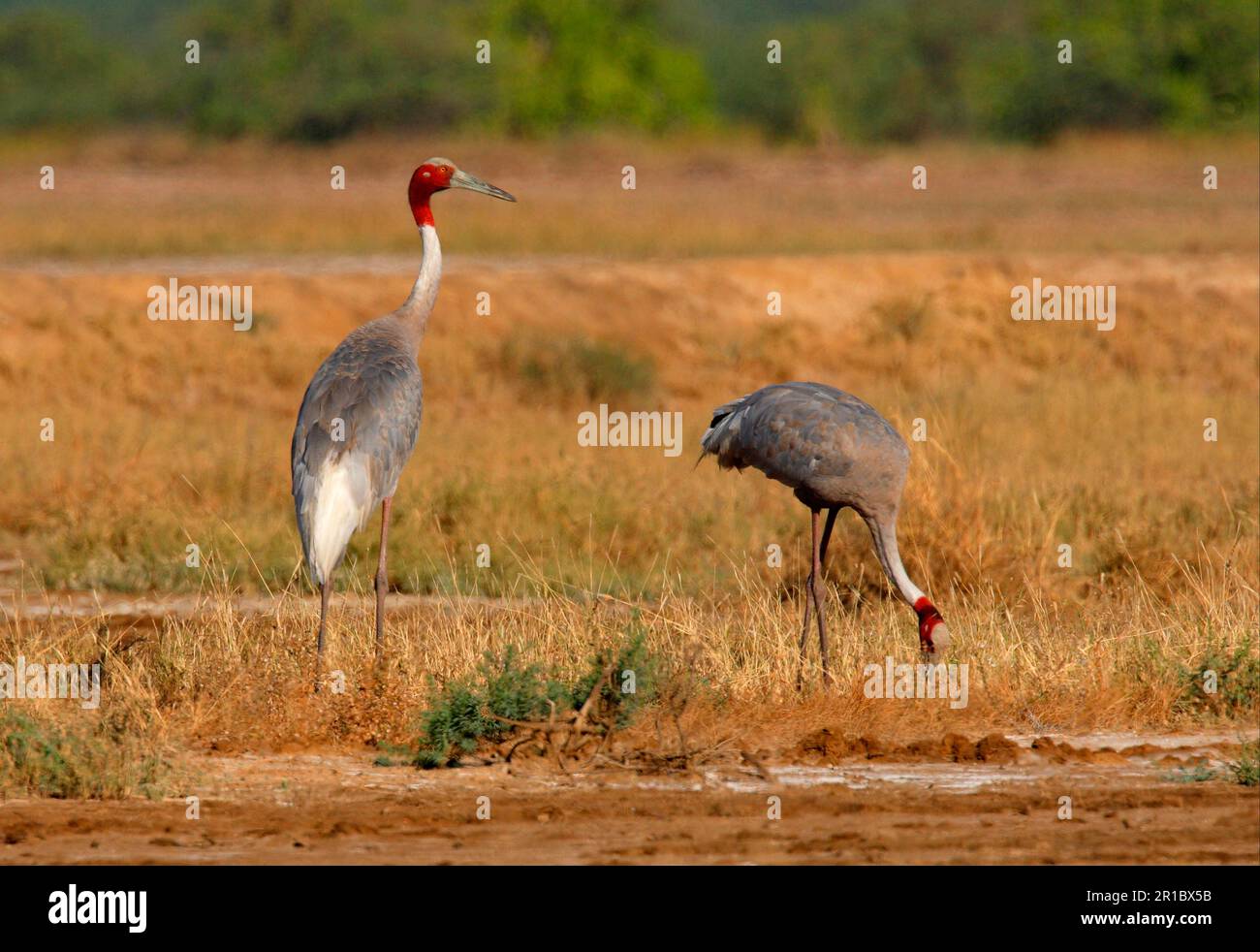 Sarus crane (Grus antigone), adult pair, vegetatively feeding on salt marshes, Little Rann of Kachchh, Gujarat, India Stock Photo