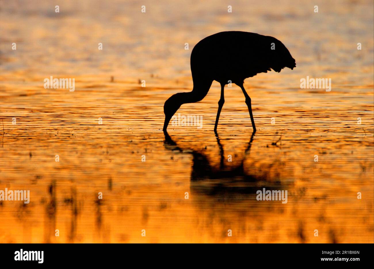 Sandhill Crane, sandhill cranes (Grus canadensis), Crane, Birds
