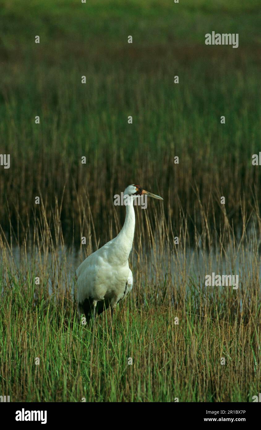 Whooping crane (Grus americana), Whooping cranes, endangered species, crane, birds, animals, Whooping Crane On bank, Texas Stock Photo