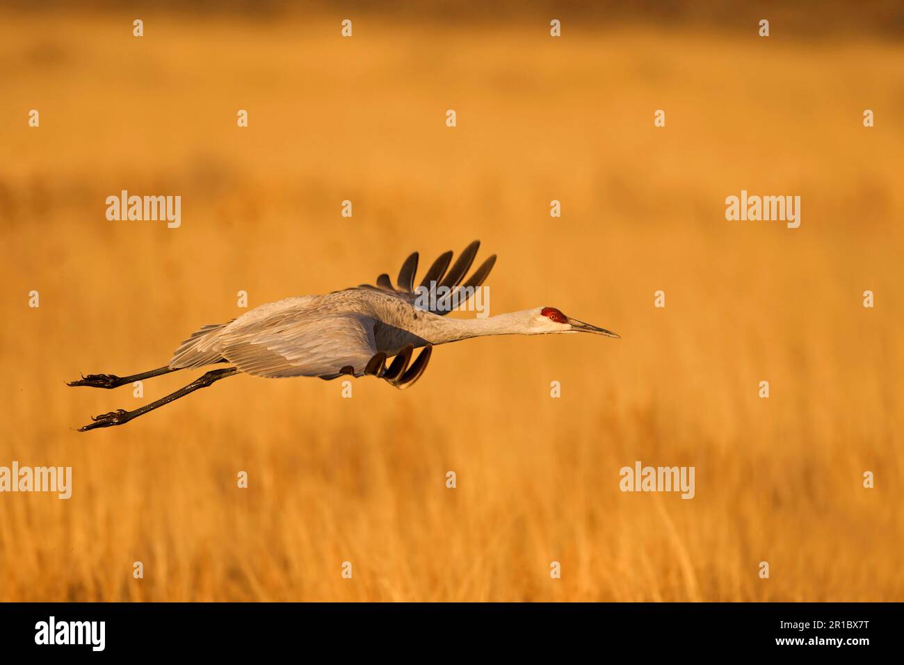 Sandhill Crane, sandhill cranes (Grus canadensis), Crane, Birds
