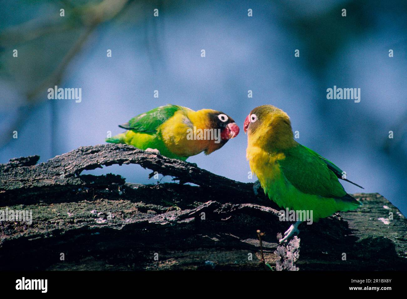 Mixed breed, Parrots, Animals, Lovebirds, Birds, fisherman's/Yellow- Collared Lovebird Hybrid (Agapornis fischeri x personata) Stock Photo