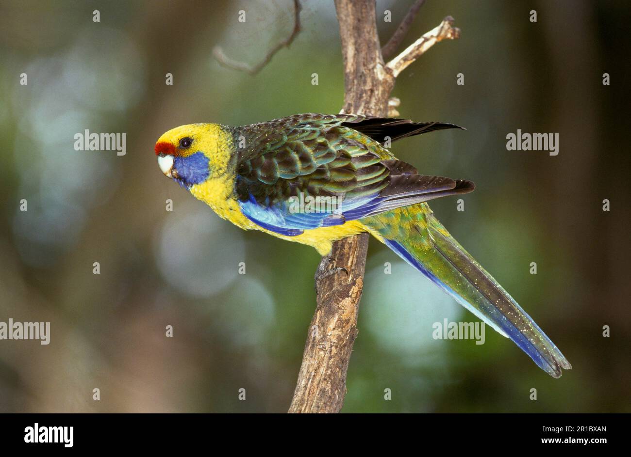 Green rosella (Platycercus caledonicus), Yellow-bellied Parakeets, endemic, Parrots, Flat-tailed Parakeets, Parakeets, Animals, Birds, Green Rosella Stock Photo