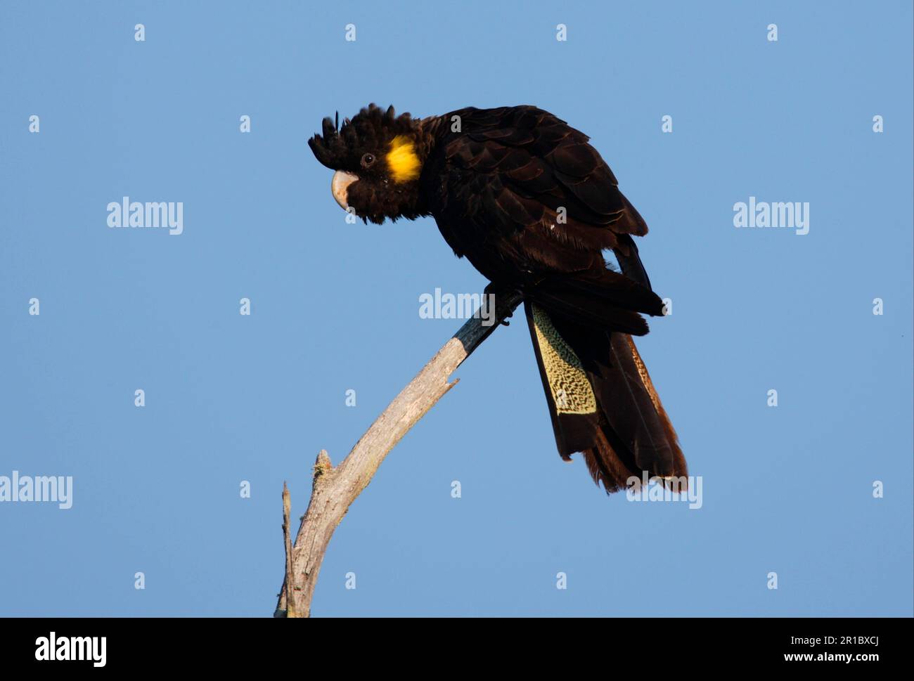 Yellowtailed black cockatoo (Calyptorhynchus funereus), adult female