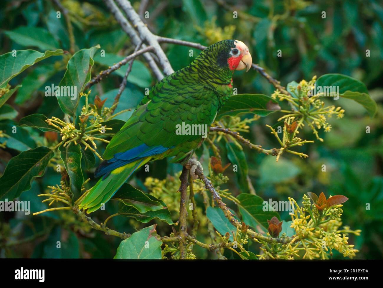 Cuban amazon hi-res stock photography and images - Alamy
