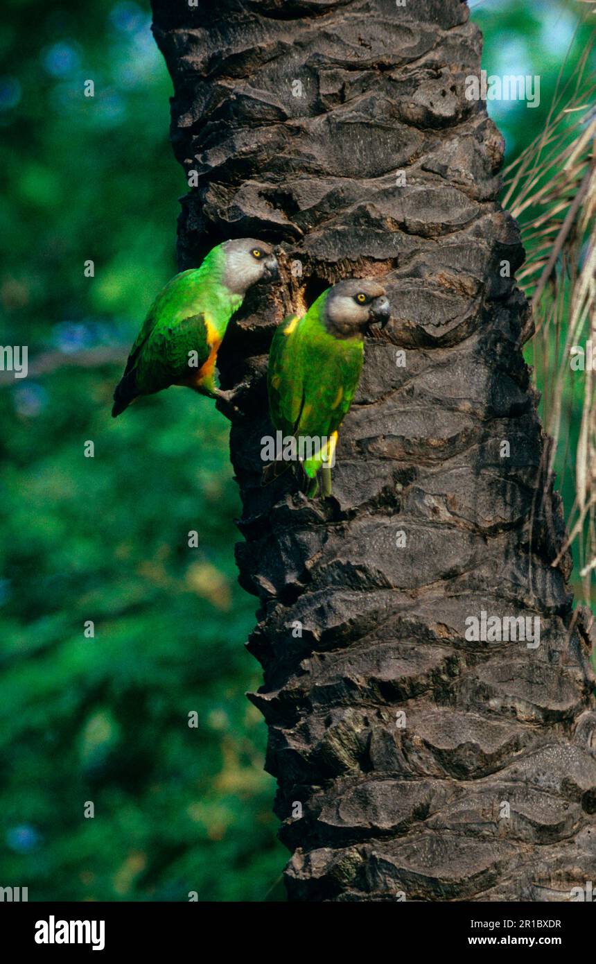 Parrot, Parrots, Parrots, Animals, Birds, Senegal Parrot (Poicephalus senegalus) adult pair, at nesthole, in trunk of palm tree, Gambia Stock Photo
