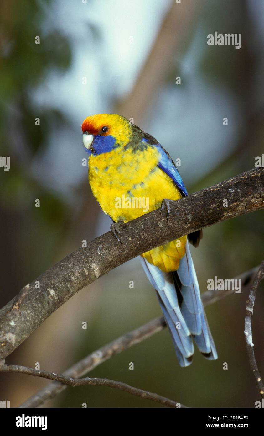 Green rosella (Platycercus caledonicus), Yellow-bellied Parakeets, endemic, Parrots, Flat-tailed Parakeets, Parakeets, Animals, Birds, Green Rosella Stock Photo
