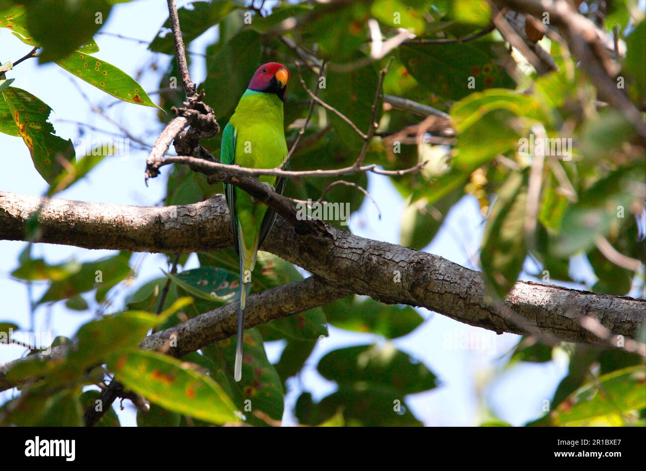 Plum-headed parakeet (Psittacula cyanocephala), Plum-headed Parakeets, Parakeets, Parakeets, Animals, Birds, Plum-headed Parakeet adult male, perched Stock Photo