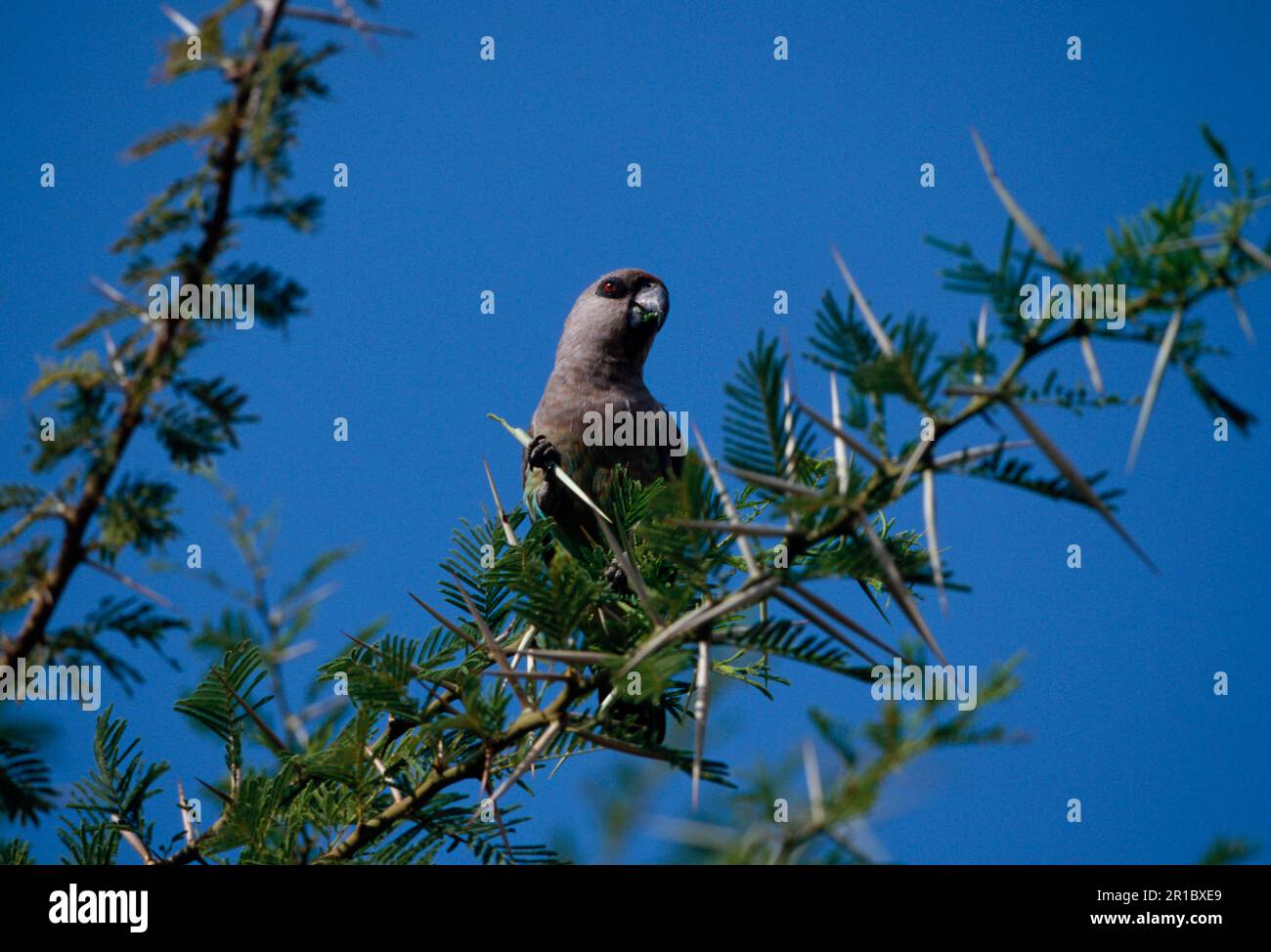 Redbellied parrot (Poicephalus rufiventris), Redbellied Parrot