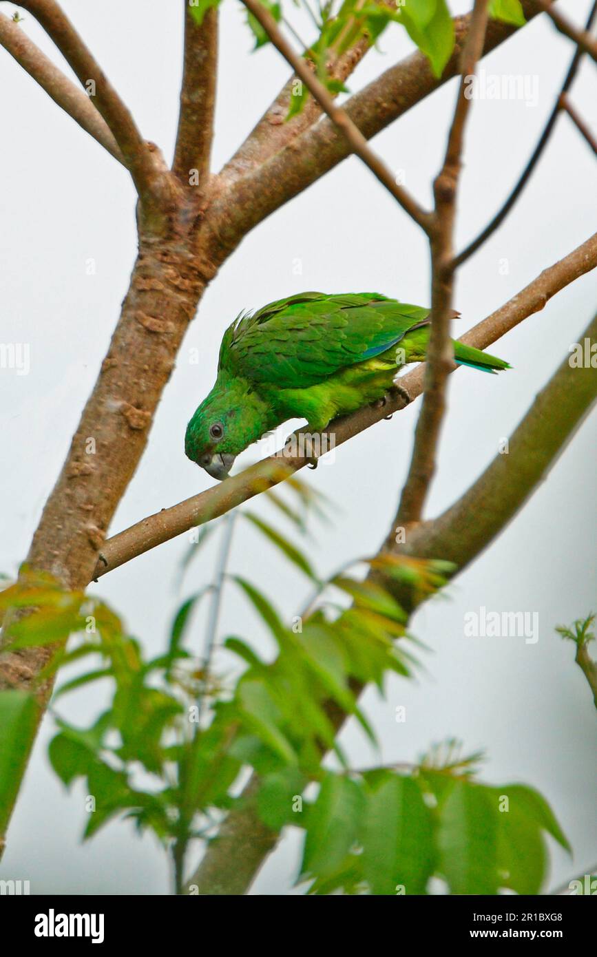 Adult blackbilled amazon (Amazona agilis), sitting on a branch