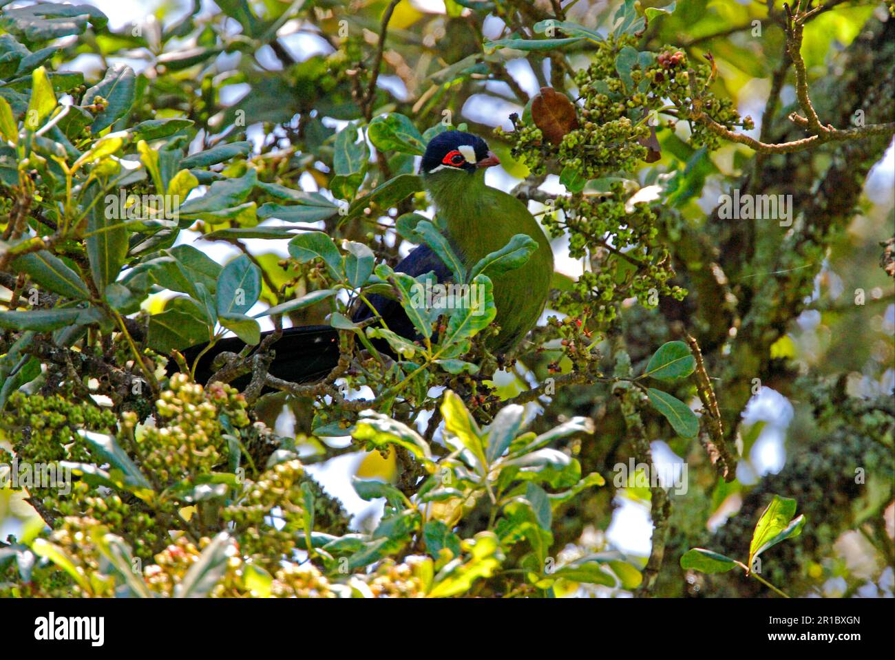 Hartlaub's hartlaub's turaco (Tauraco hartlaubi) adult, sitting in fruit tree, Eburru Forset, Kenya Stock Photo