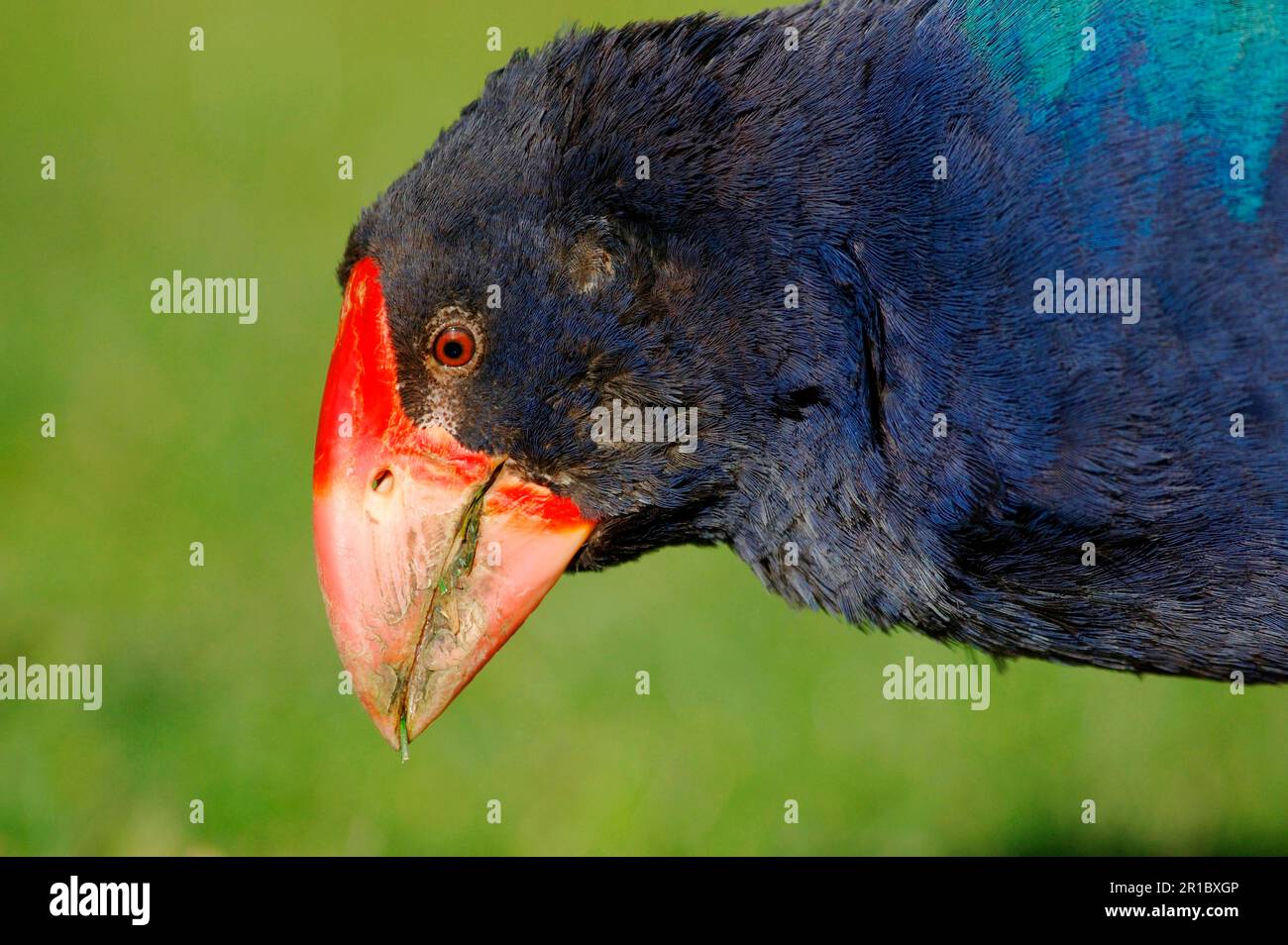 Takahe (Porphyrio hochstetteri) adult, close-up of head, Tiritiri Matangi Island Nature Reserve, North Island, New Zealand Stock Photo