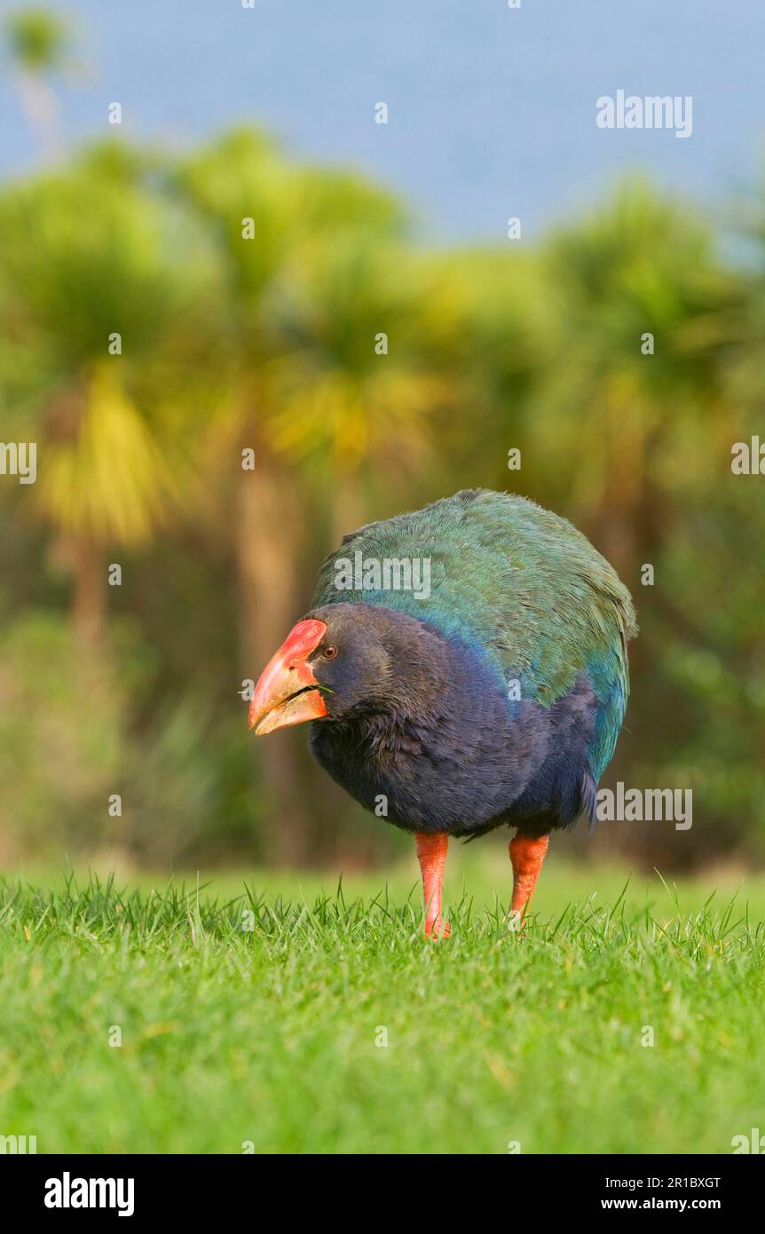 Takahe, South Island takahe (Porphyrio hochstetteri), South Island