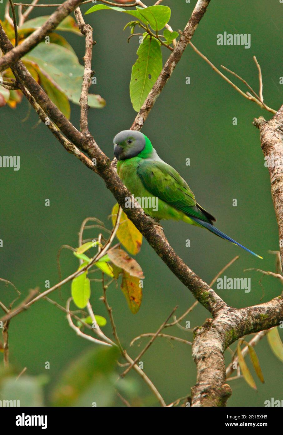 Layard's parakeet (Psittacula calthropae), Blue-tailed Parakeet, Blue-tailed Parakeet, Blue-tailed Parakeets, Parakeets, Parrots, Parakeets, Animals Stock Photo