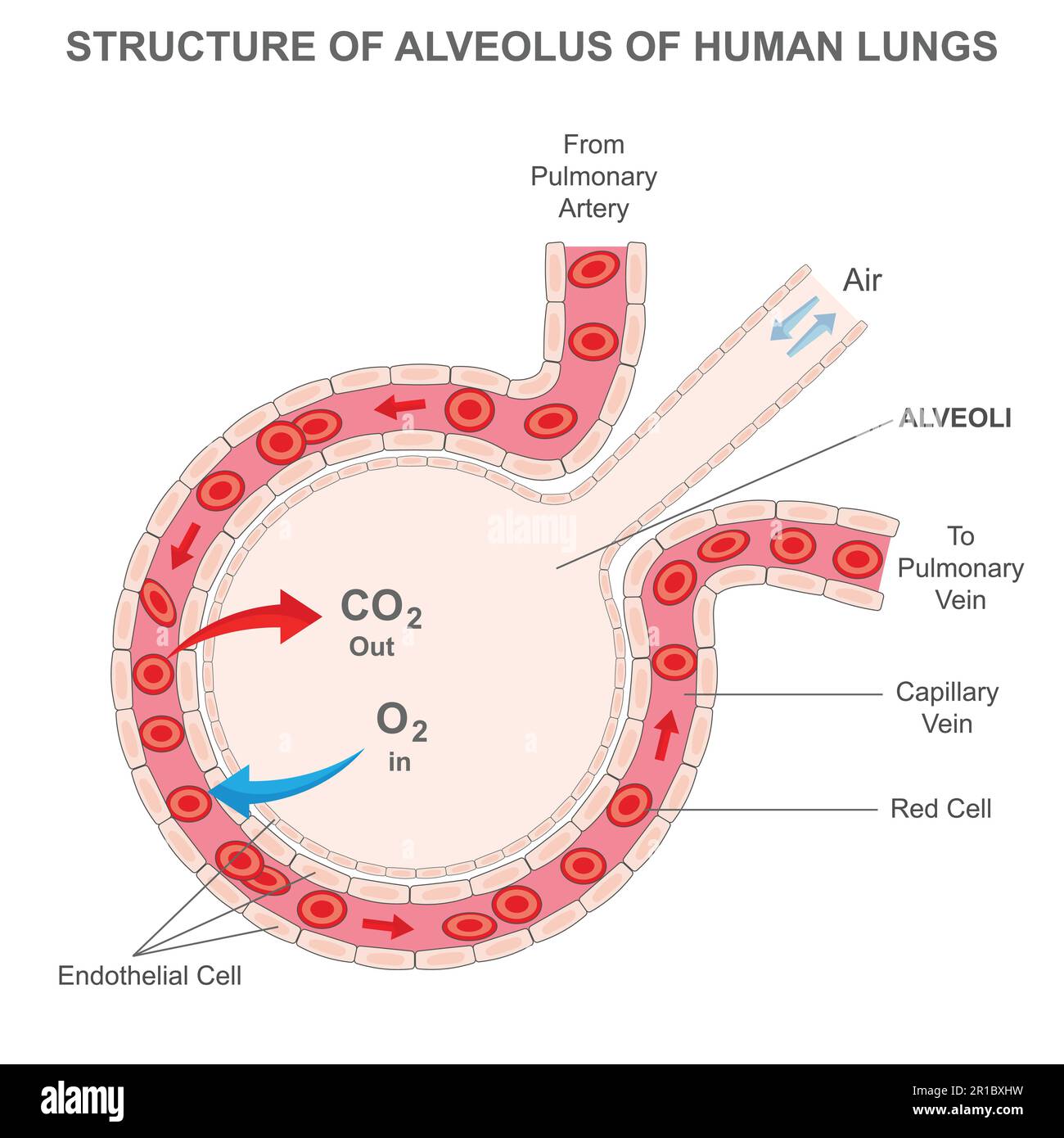 Alveolus Gas Exchange And Body Tissues Gas Exchange Animation Images Alveolus Gas Exchange And Body Tissues Gas Exchange Animation Images