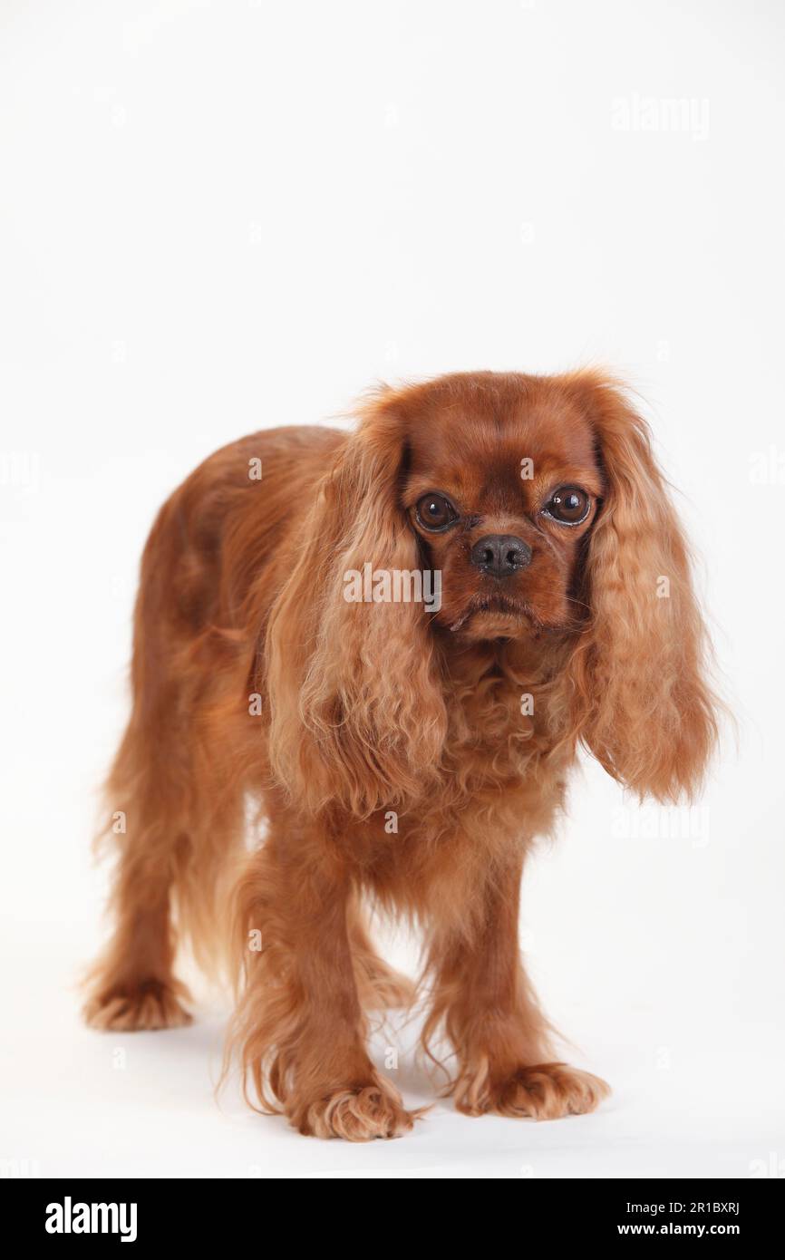 Cavalier King Charles Spaniel, male, ruby red, 5 1/2 years old Stock Photo
