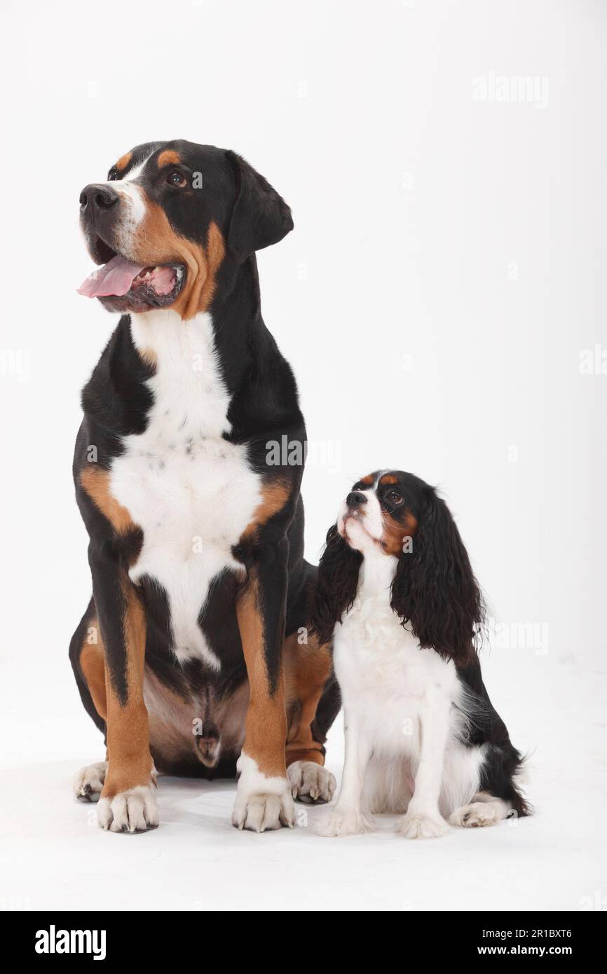 King charles spaniel cheap bernese mountain dog