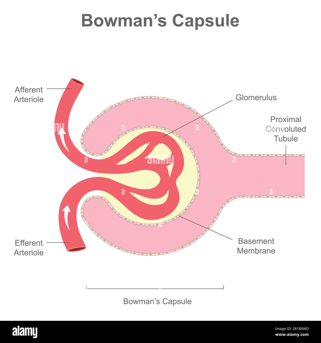 Bowman's Capsule Structure. renal corpuscle that performs the