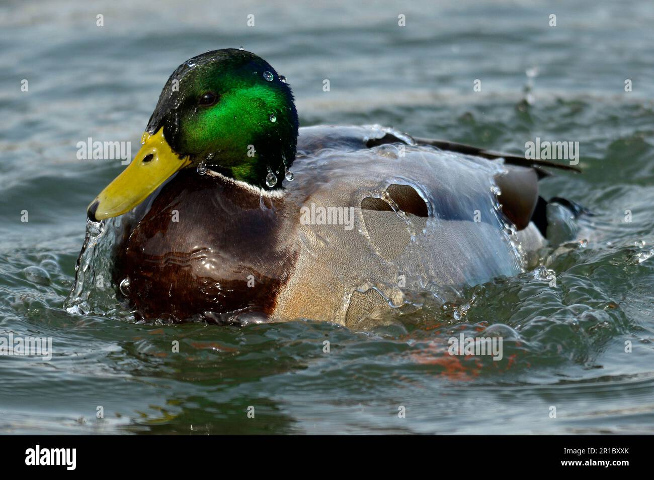 Mallard (Anas platyrhychos), Germany Stock Photo