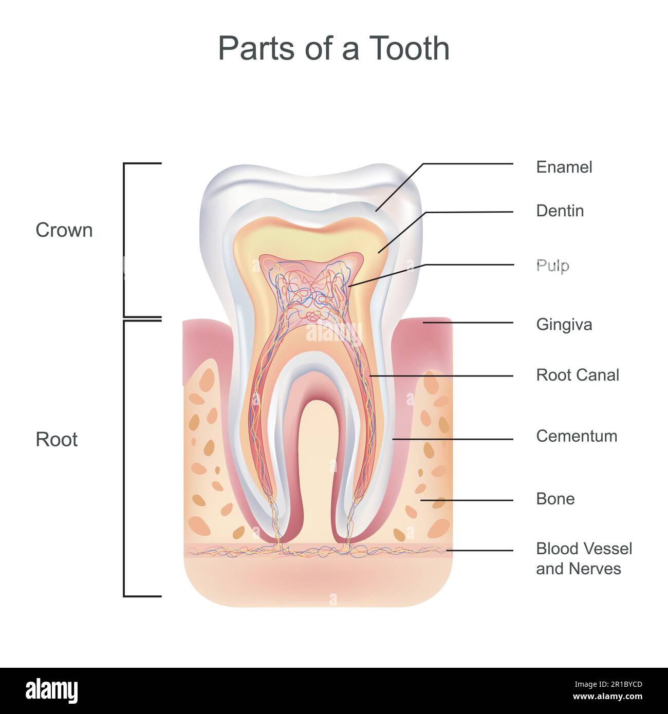 Biological illustration of detailed tooth anatomy, The structure of teeth, enamel, which is wholly inorganic and is the hardest tissue in the body, co Stock Vector