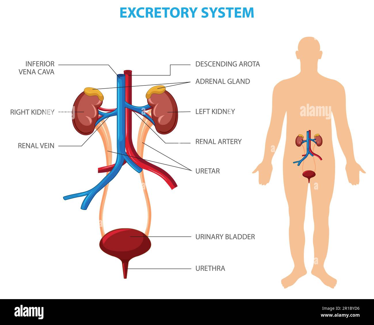 Excretory system vector illustration. Labeled educational human organs location scheme. Diagram