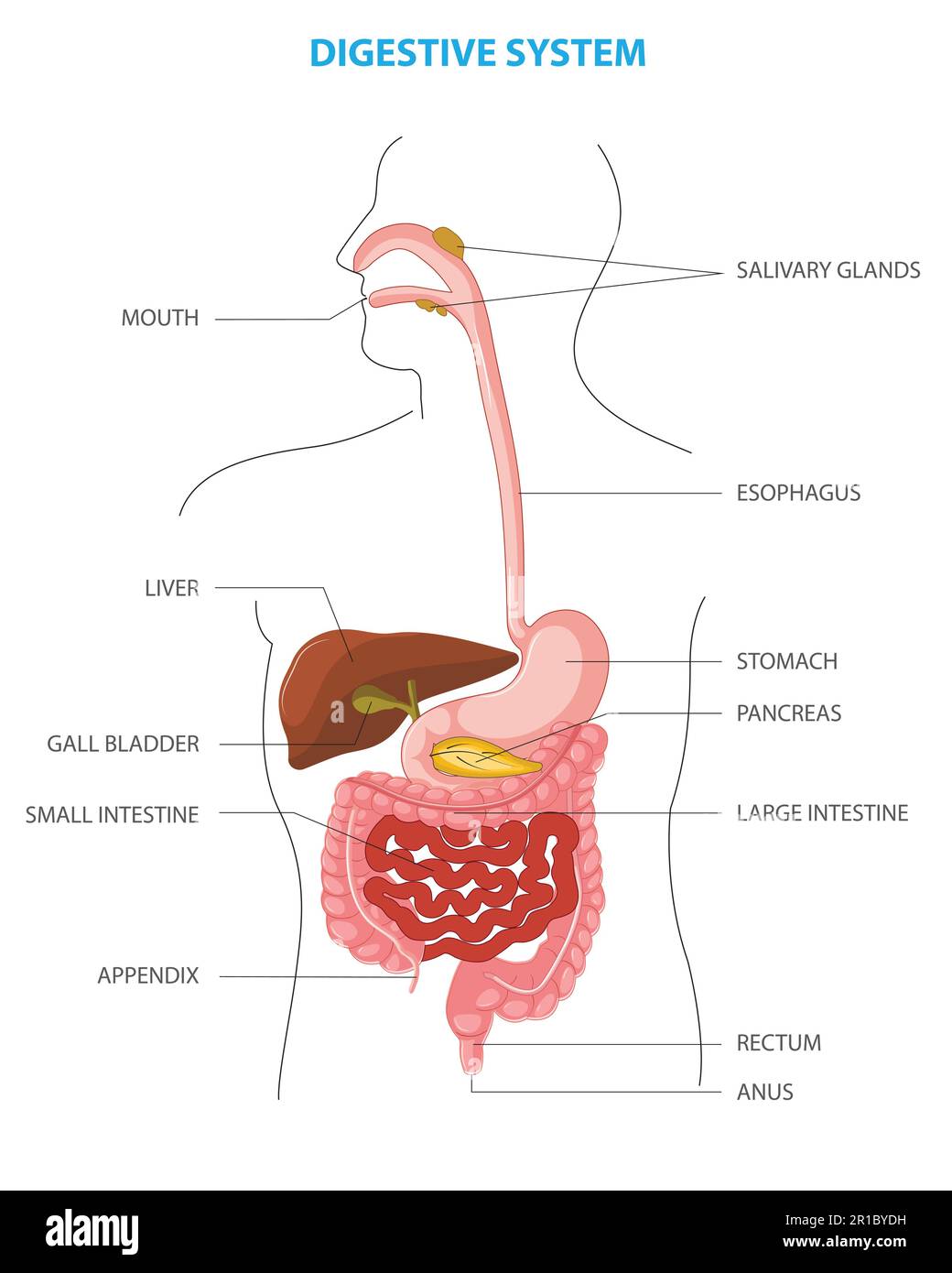 Anatomy of the human digestive organs and functions of internal organs. Medical Education Chart of Biology for Digestive System Diagram. Anatomy of Hu Stock Vector