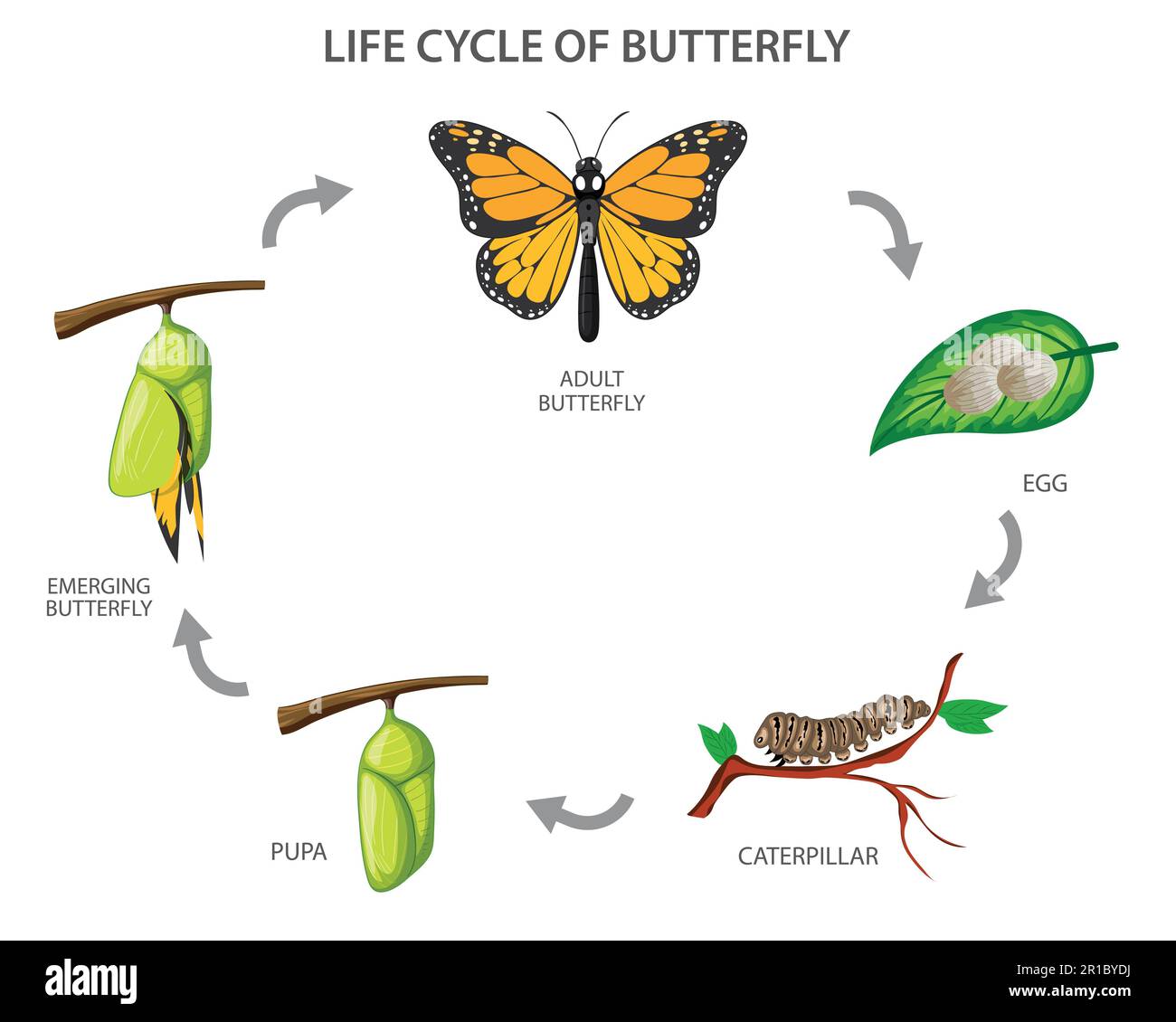 The metamorphosis of the butterfly,  egg, caterpillar, pupa, butterfly. Life cycle of butterfly Vector illustration Stock Vector