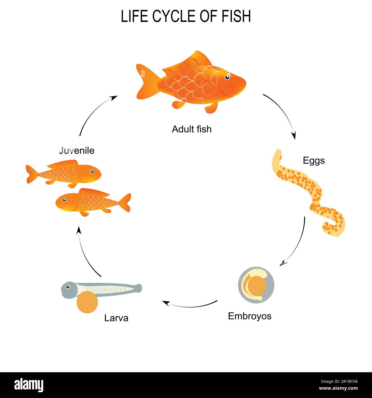 Life cycle of fish. Sequence of stages of development of fish from egg to adult animal. Life science and educational image of fish lifecycle. Stock Vector