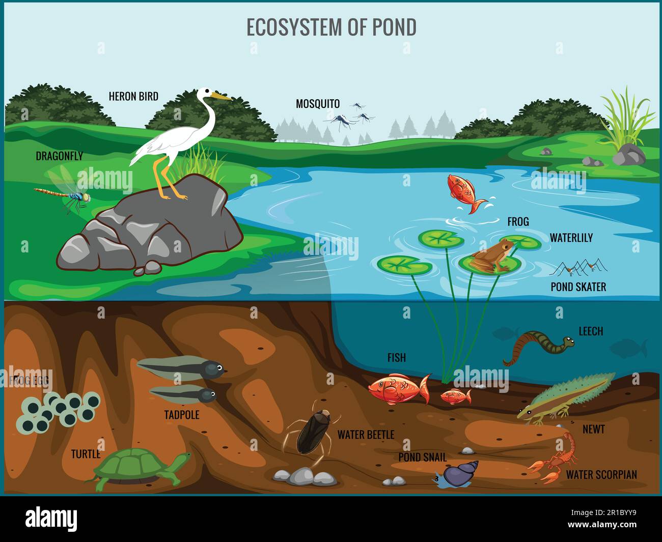 Ecosystem of pond vector illustration. Animals living in pond. Diverse inhabitants of pond fish, amphibian, leech, insects and bird in their natural h Stock Vector