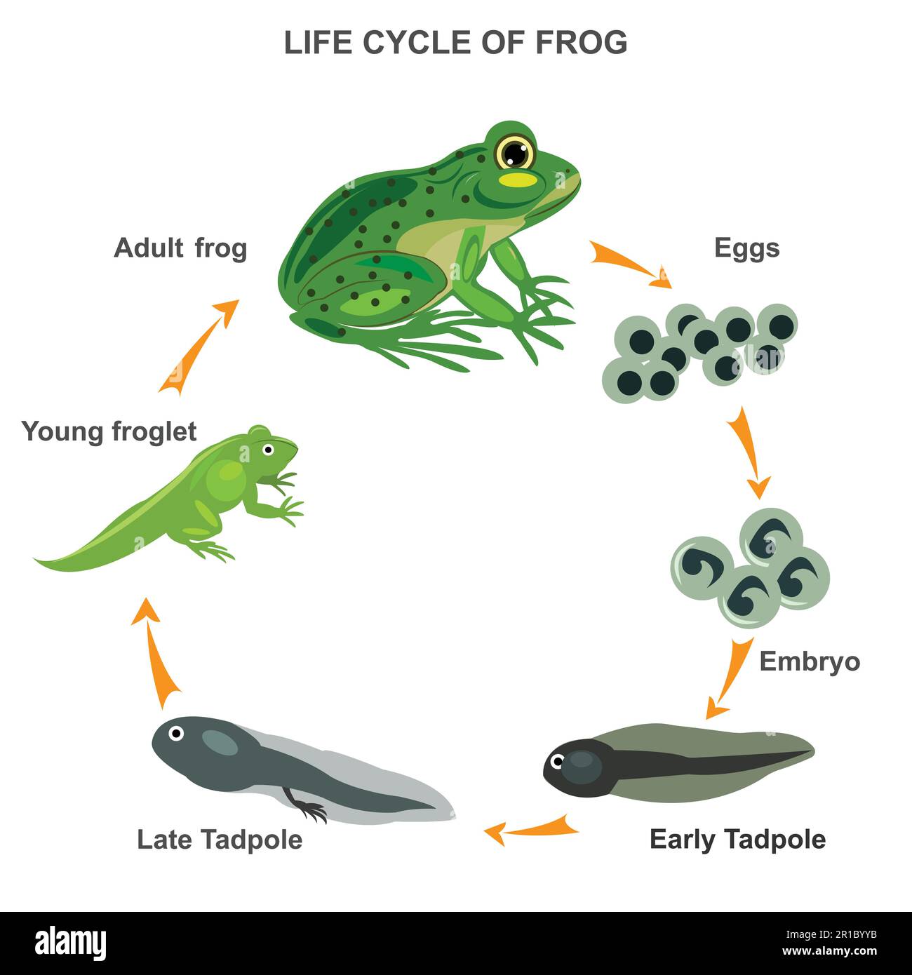 Images Of Tadpoles And Frogs 198 Tadpole To Frog Stock Photos Free