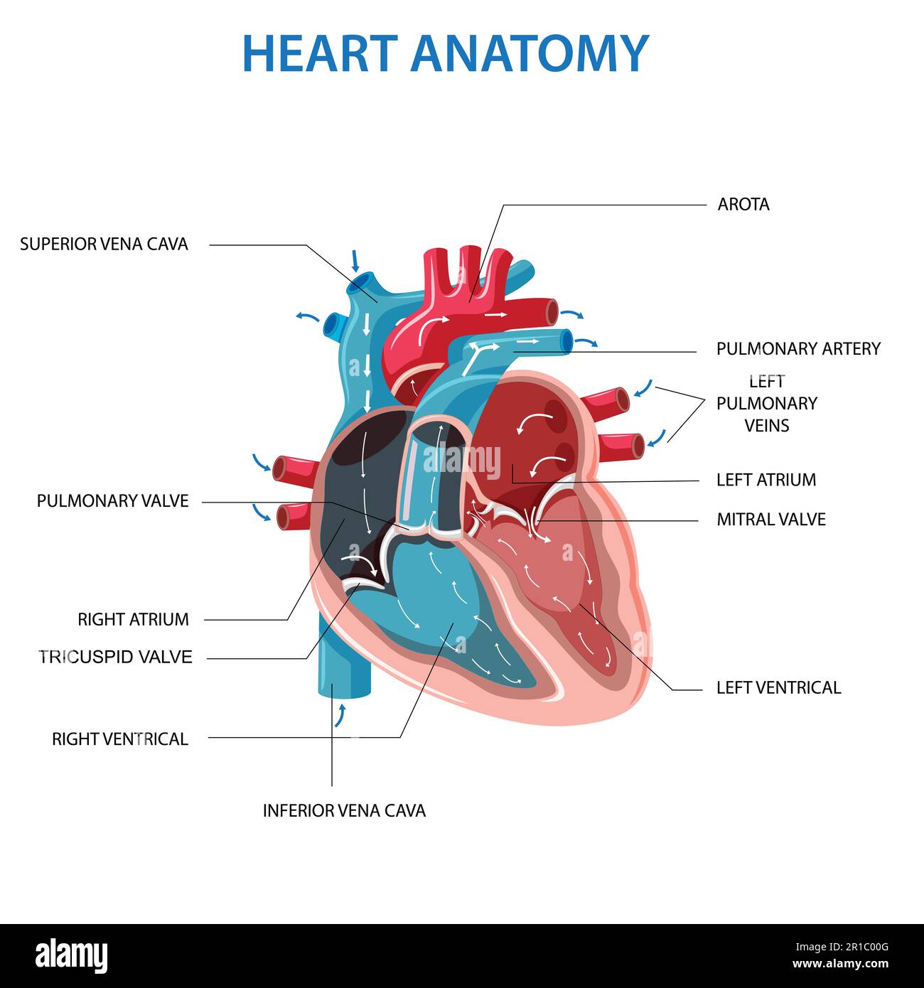 Anatomy of the human heart. Cross sectional diagram of the heart with main parts labeled. Human heart diagram Vector illustration. Educational diagram Stock Vector