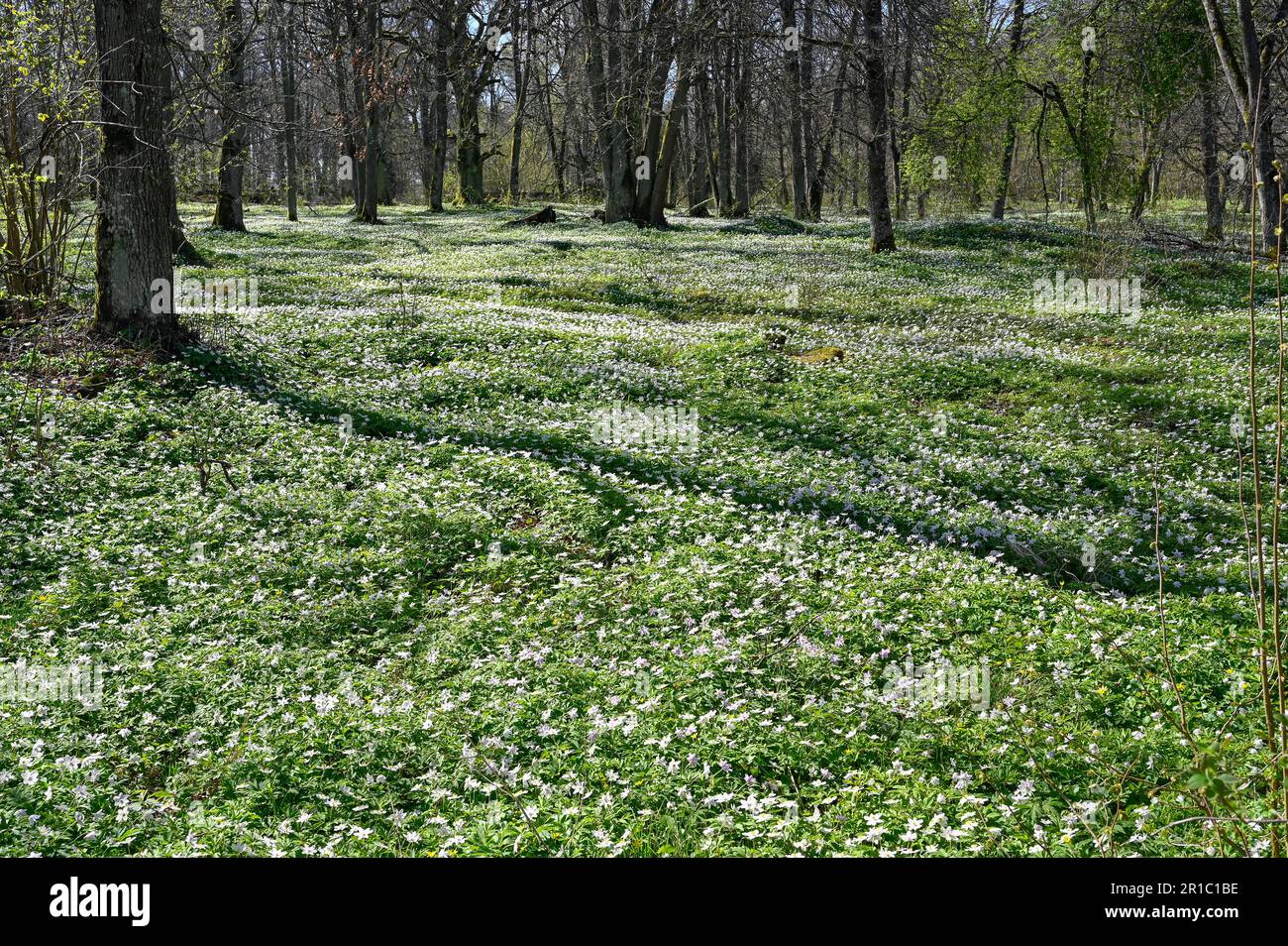 Wooden anemone growing wild on forest floor Stock Photo Alamy