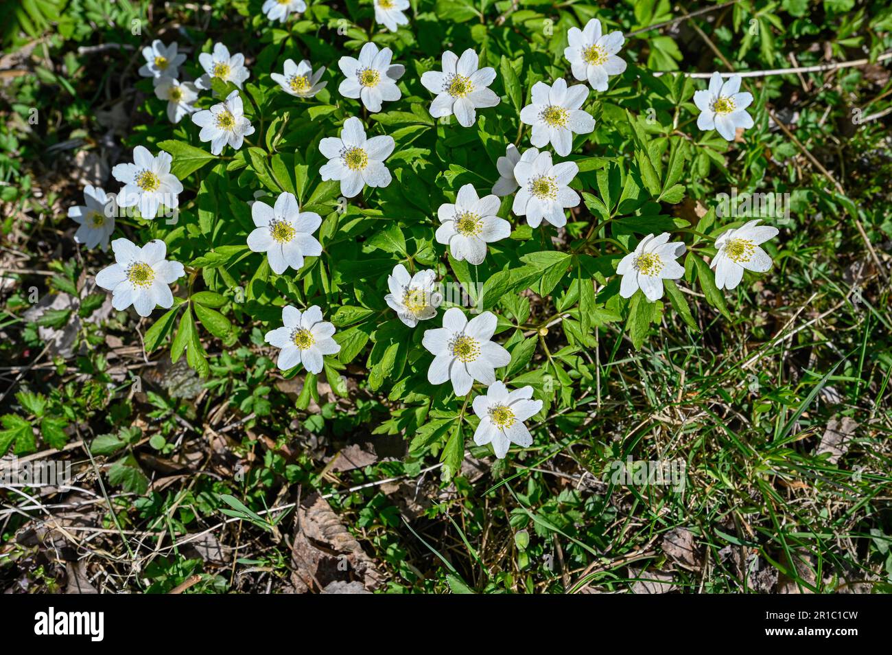 Wooden anemone growing wild on forest floor Stock Photo Alamy