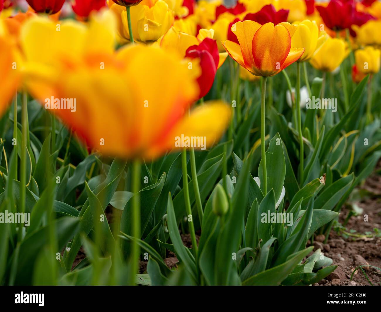 Color Array Bloom Tulip array of colors hi-res stock photography and images - Alamy