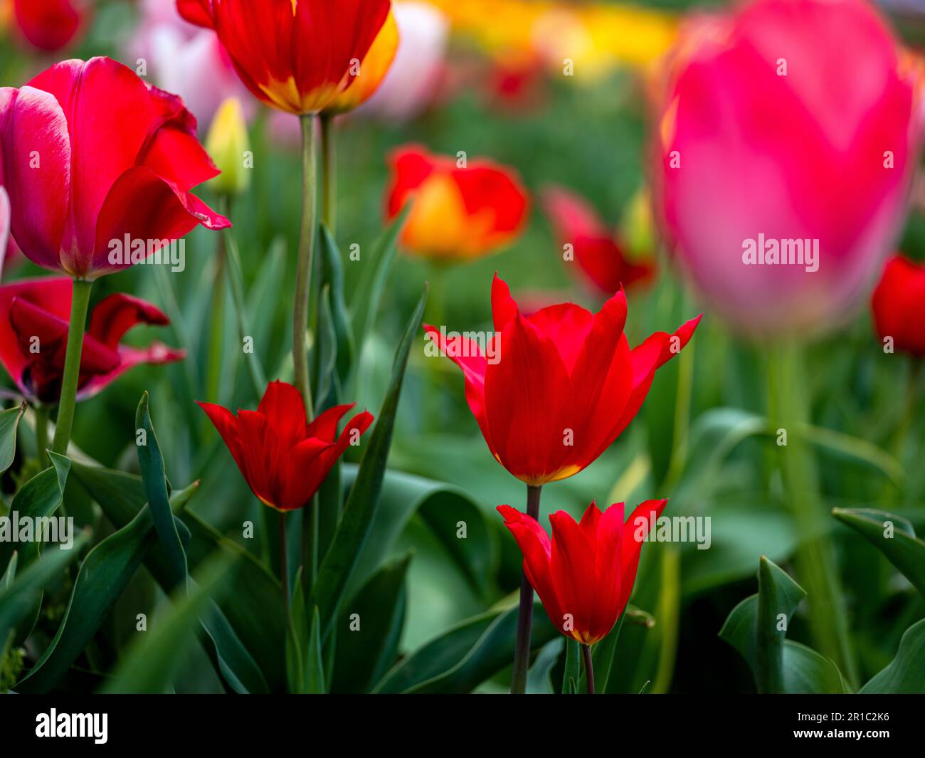 Color Array Bloom Tulip array of colors hi-res stock photography and images - Alamy