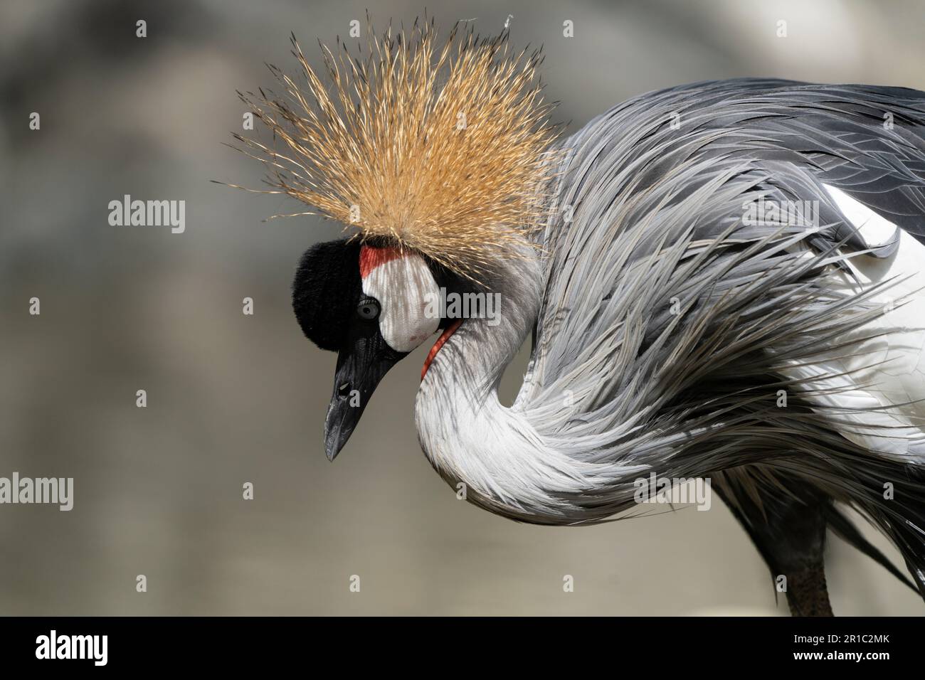 grey crowned crane (Balearica regulorum) - National bird of Uganda Stock Photo