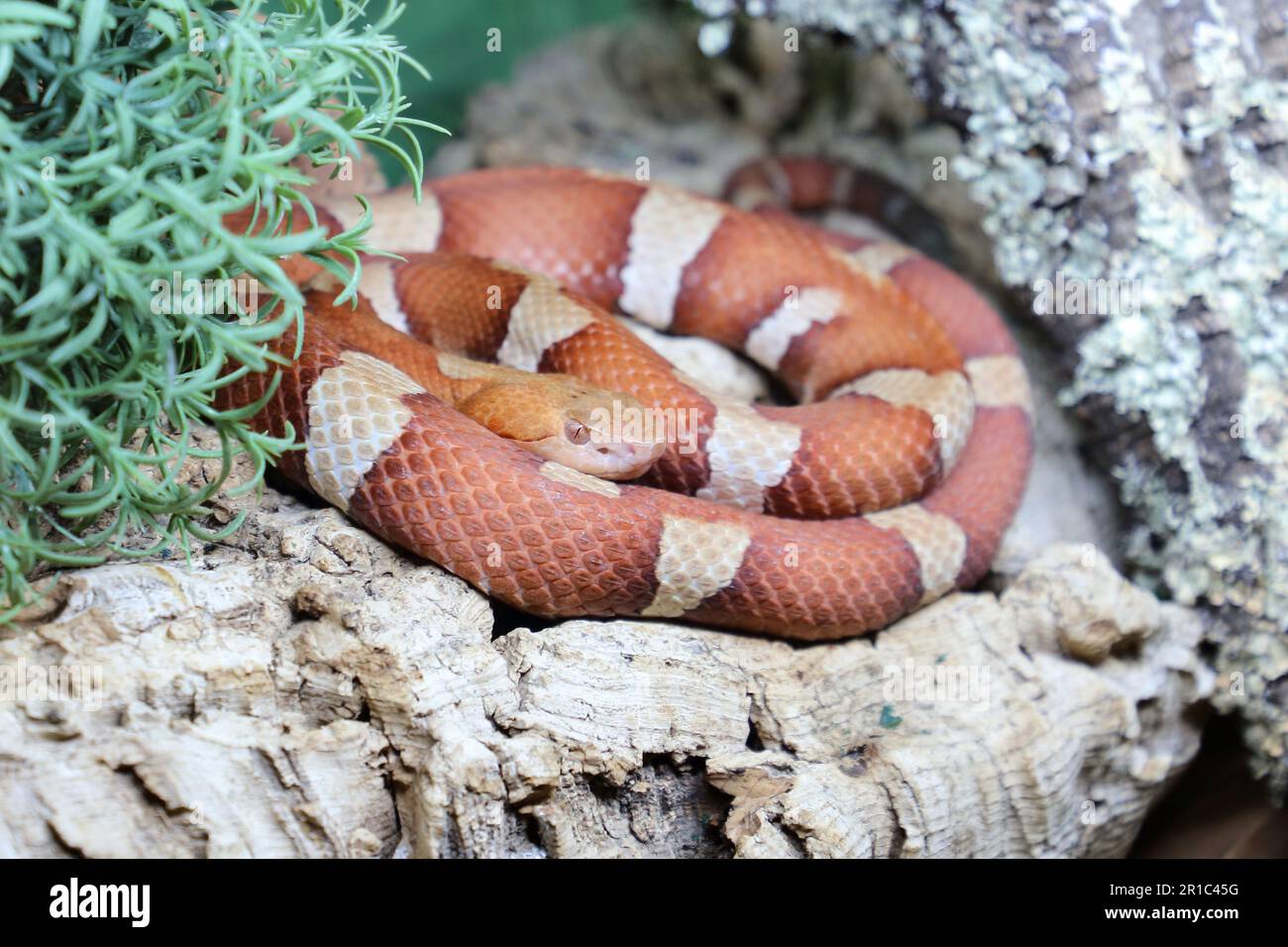 Trans-Pecos-Kupferkopf / Broad-banded copperhead  / Agkistrodon contortrix pictigaster Stock Photo