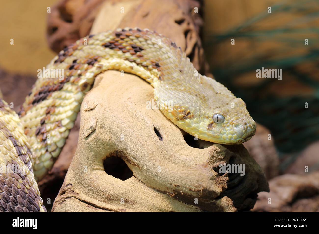 Puffotter / Puff adder / Bitis arietans Stock Photo - Alamy
