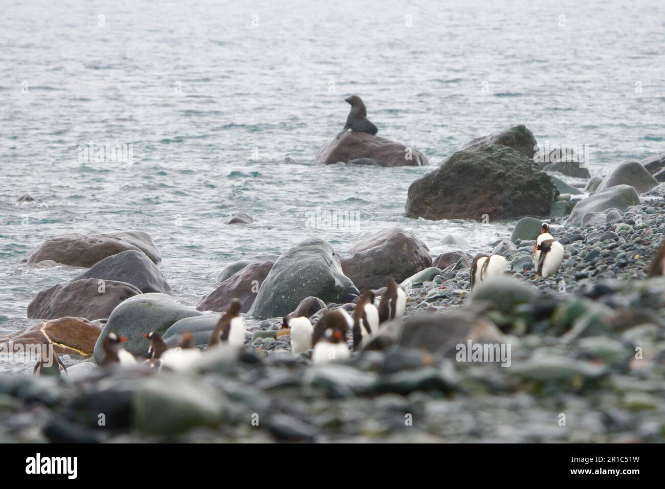 Seal on the rock in Antarctic Stock Photo