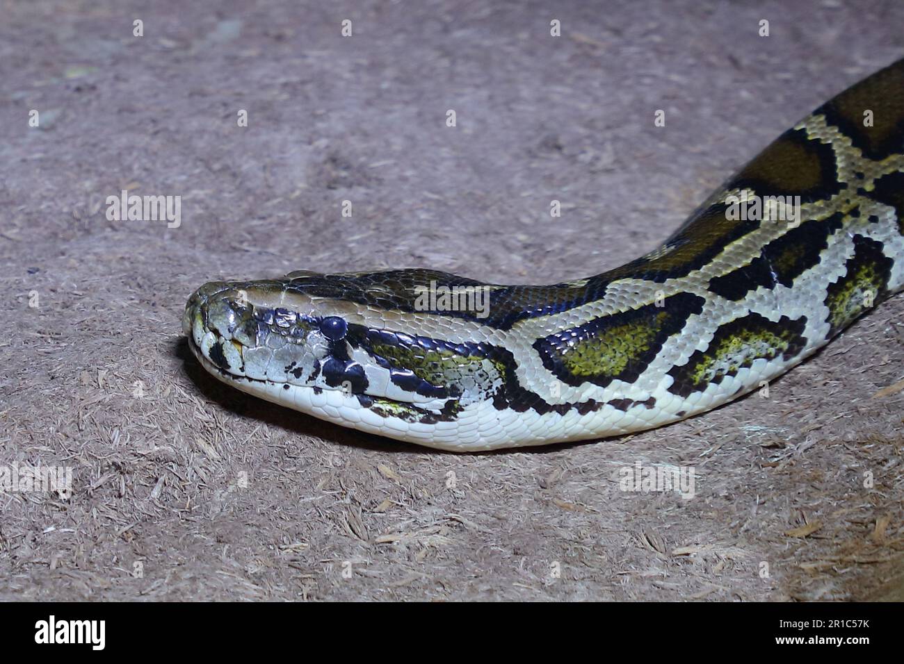 Tigerpythons hi-res stock photography and images - Alamy