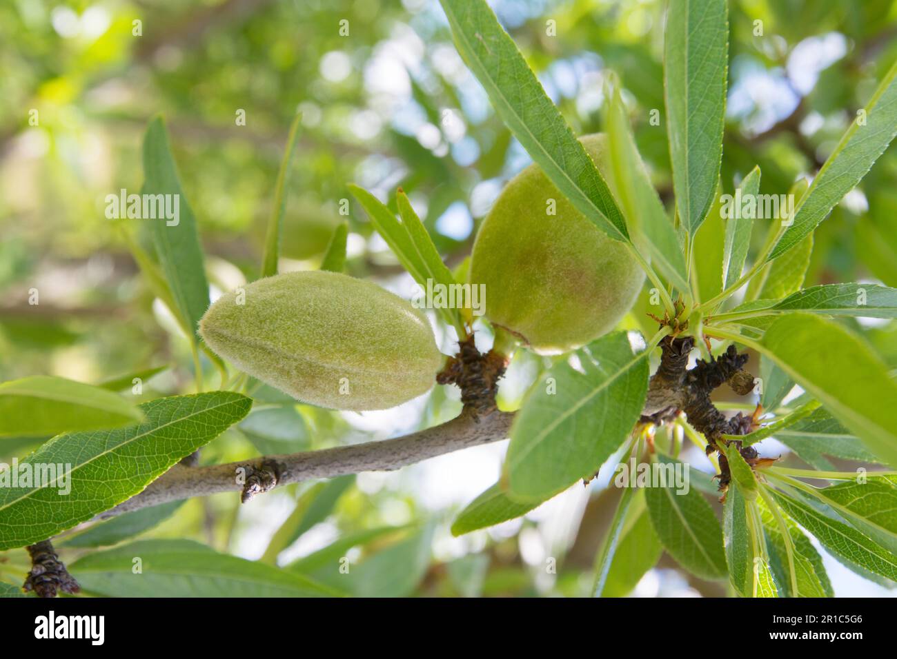 Unripe almond on the branch of the tree in Sicily, Italy Stock Photo ...