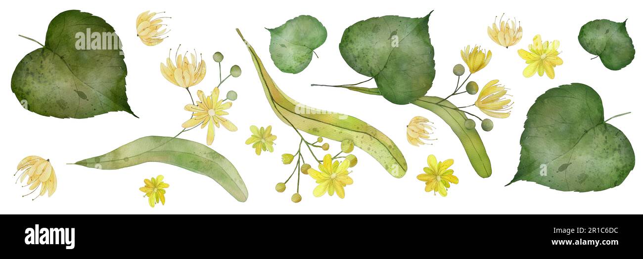 Yellow blooming linden flowers and buds watercolor illustration. Tilia flowers, lime flowers, basswood flowers. Isolated on white. Herbal tea set. Stock Photo