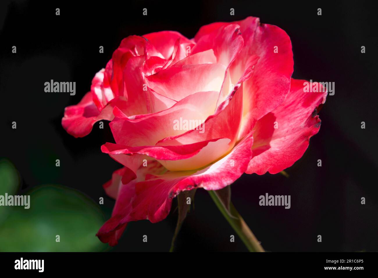 Double Happiness roses with mix yellow and pink color Stock Photo - Alamy
