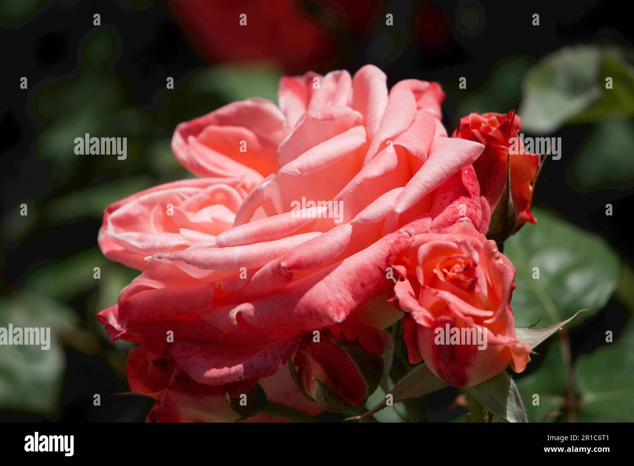Pink Violet Roses Pink Rose, Pink-Purple Roses in the garden Stock Photo - Alamy