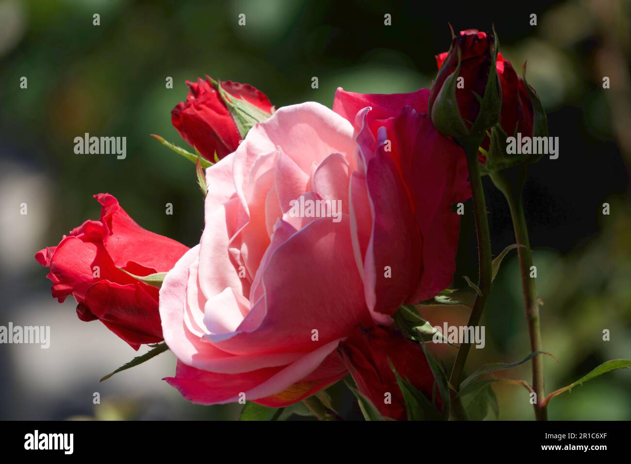 Pink Violet Roses Pink Rose, Pink-Purple Roses in the garden Stock Photo - Alamy