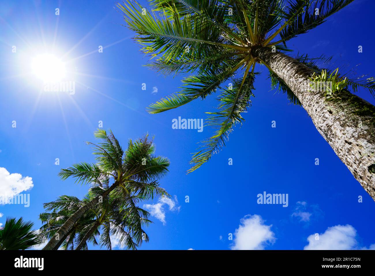 Palm trees and blue sky in Guam Stock Photo