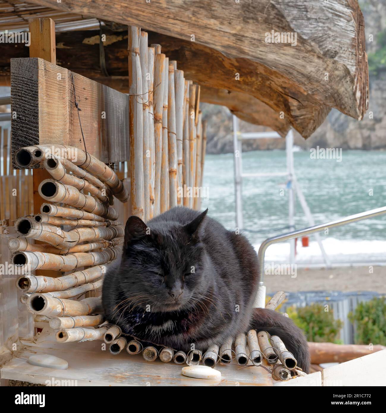 A feral cat rests on a bamboo bed, Campania, Italy Stock Photo