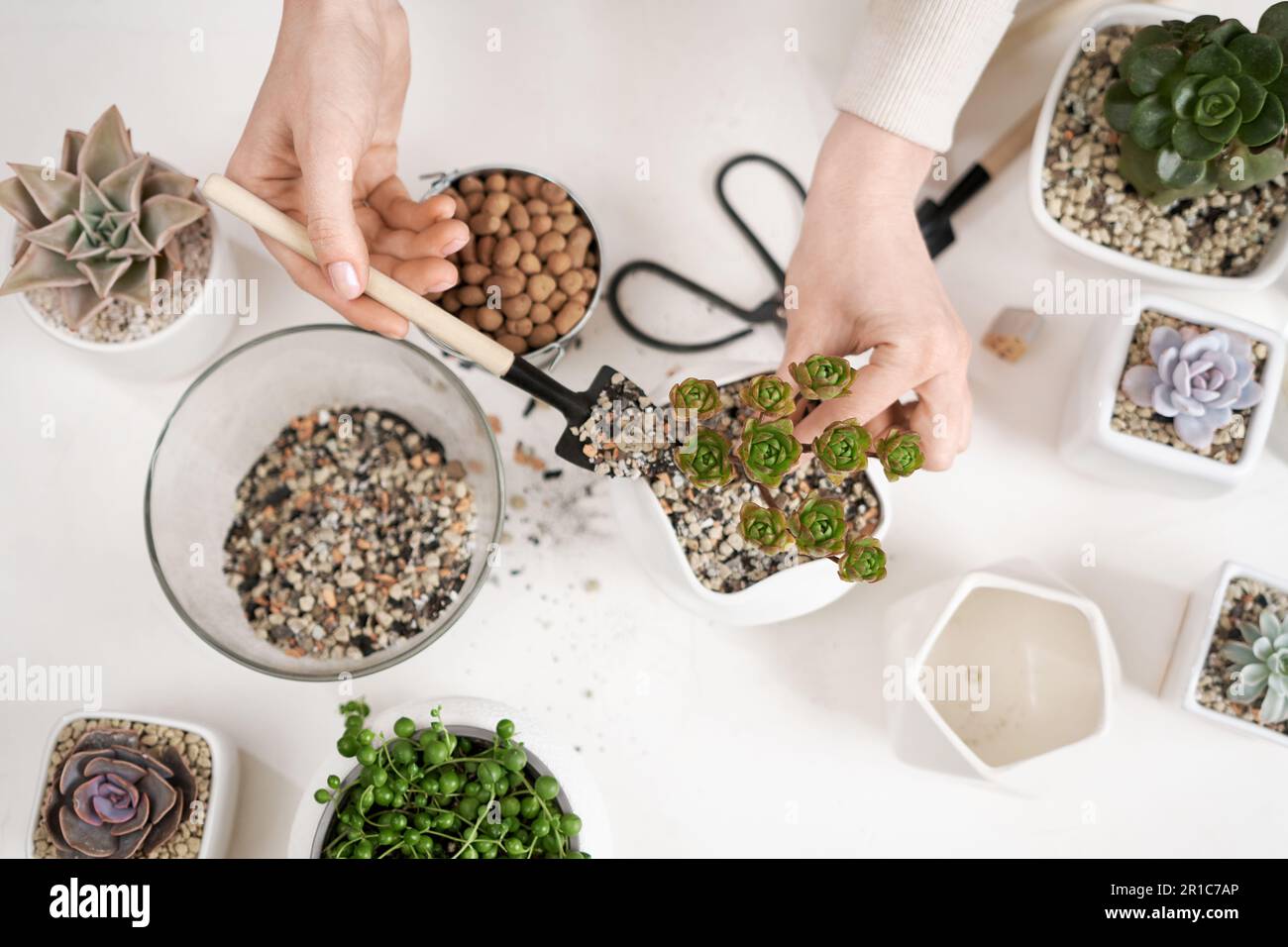Woman adding soil into pot with Aeonium house while planting potting