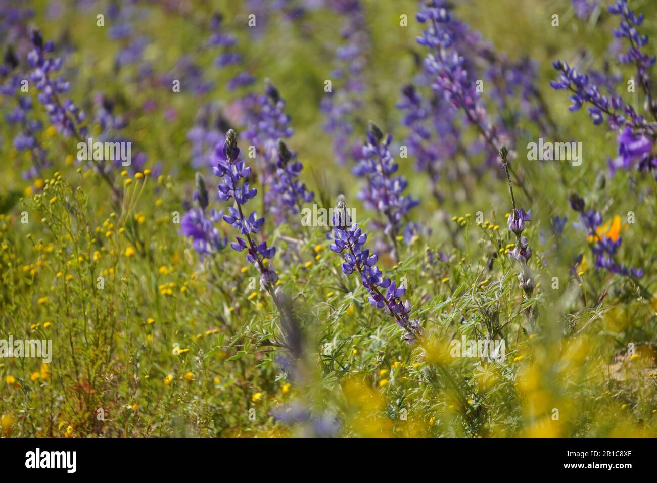 California native wildflowers hi-res stock photography and images - Alamy